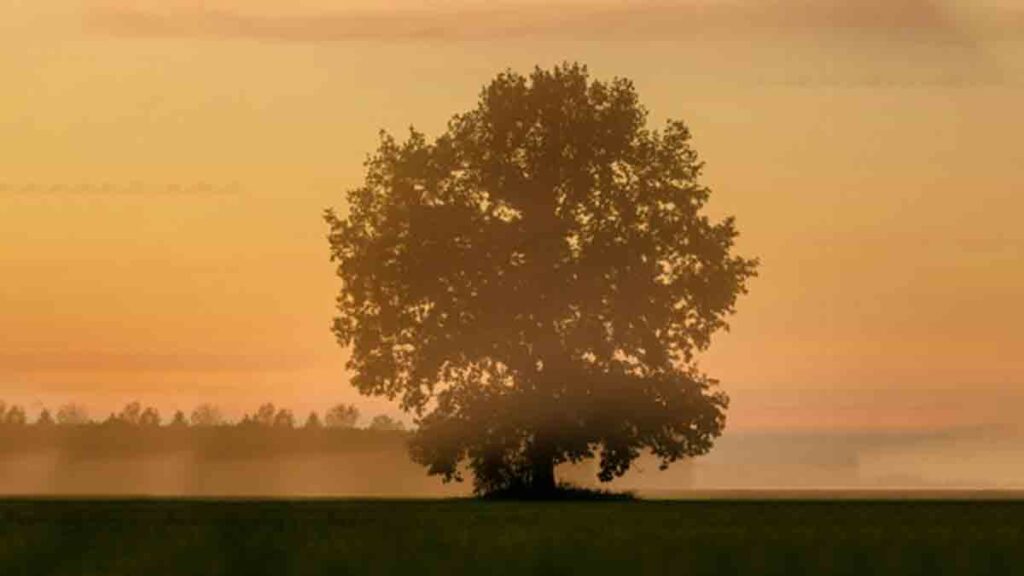 Őrségi fák - Novella Blog