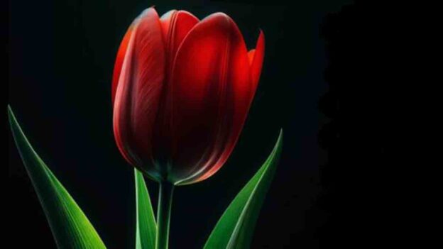 Az utolsó tulipán - Novella Blog