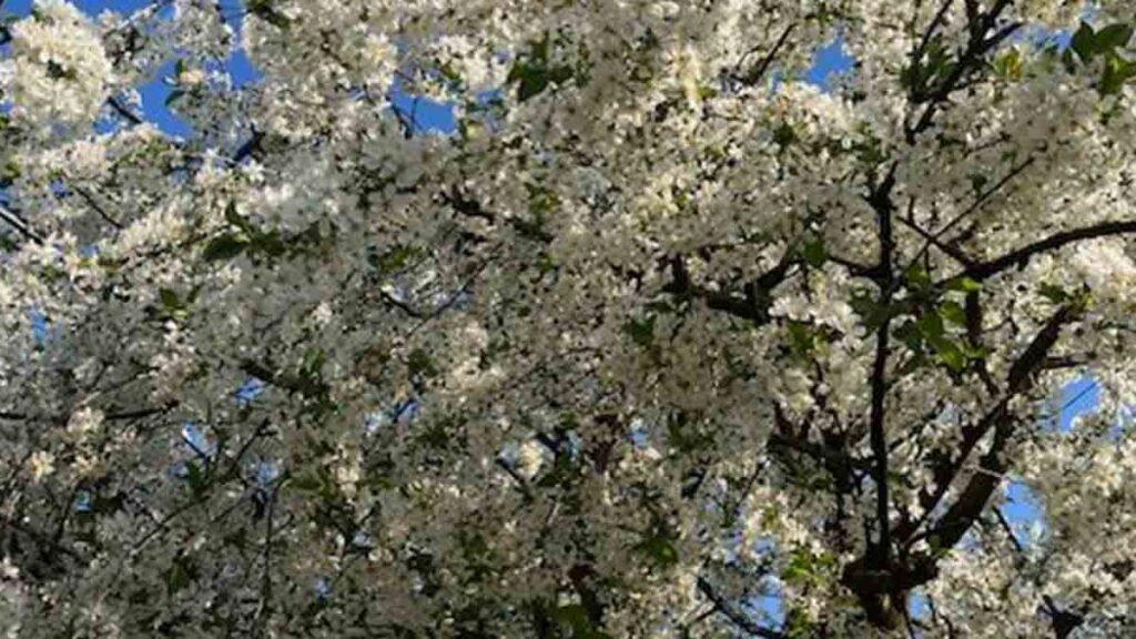 Kornélnak idős apja ellátása egyre nagyobb terhet jelent. Ez a teher összeroppantja vagy felemeli “emberi” voltát?